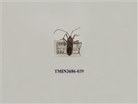 藏品(半翅目(2))的圖片